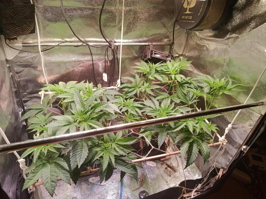 Chicken n wafflez my first indoor. Week 8