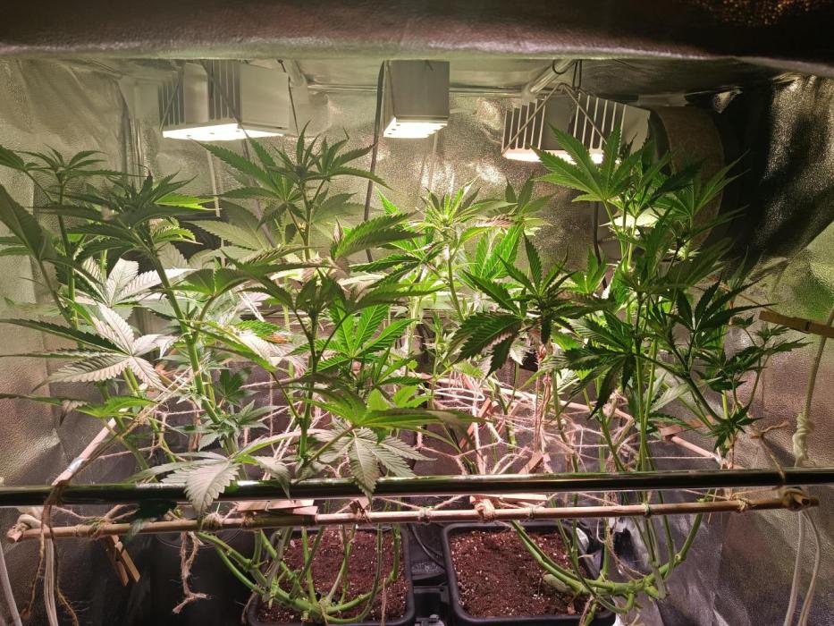 Chicken n wafflez my first indoor. Week 9