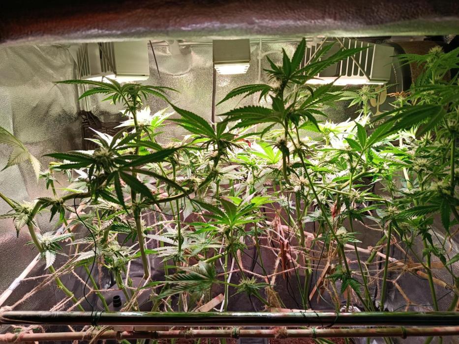 Chicken n wafflez my first indoor. Week 10