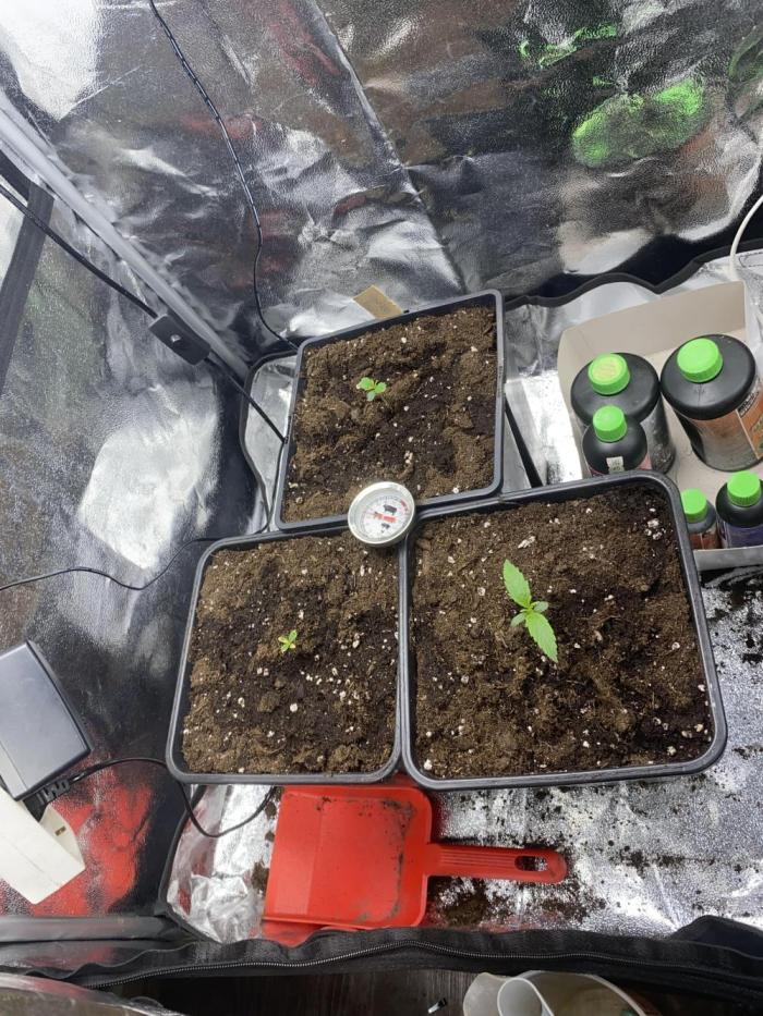 Seed supplier Auto Test. Week 0 - Let start rs11 Auto strawberry haze Auto & Runtz Auto 