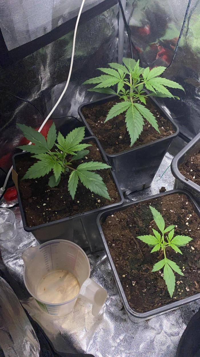 Seed supplier Auto Test. Week 1 - In der 2/3 Woche 