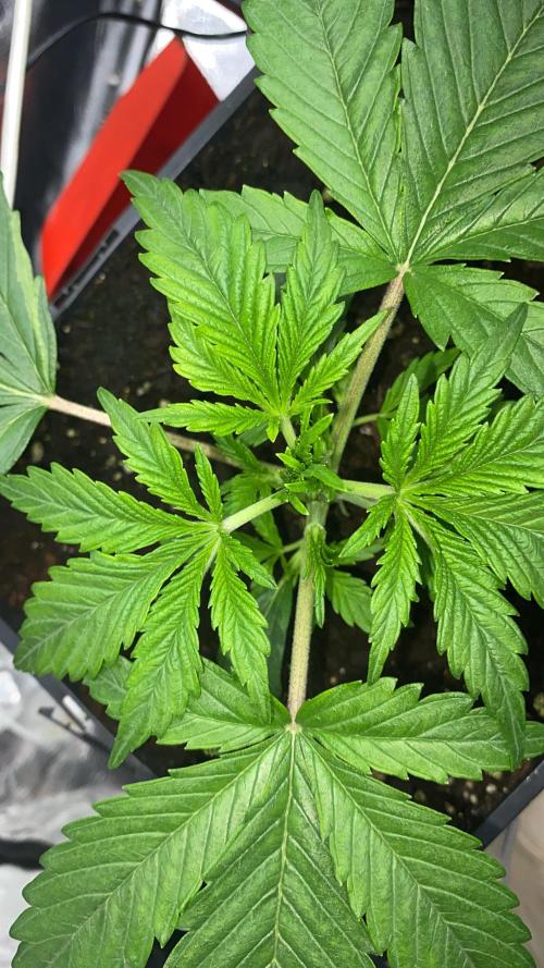 Seed supplier Auto Test. Week 2 - Strawberry haze macht verrückte Sachen 