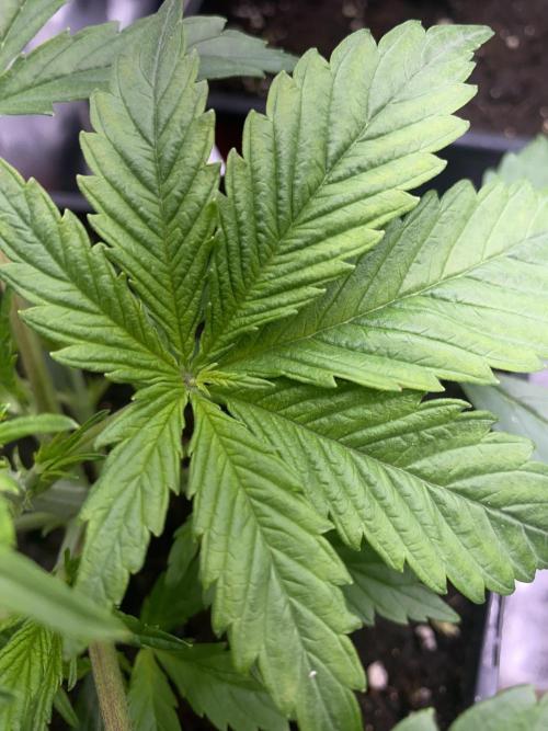 Seed supplier Auto Test. Week 2 - Auch die strawberry haze 