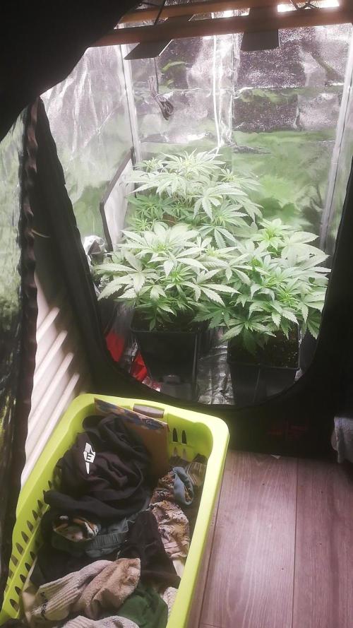 Seed supplier Auto Test. Week 4