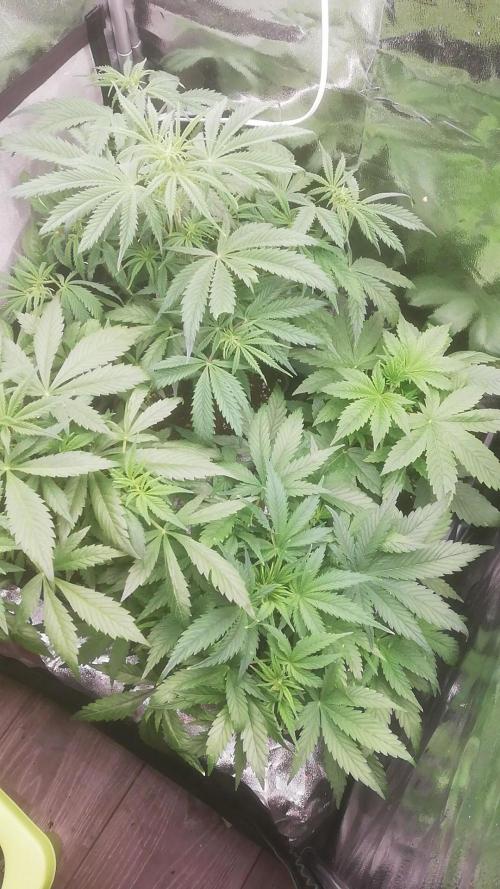 Seed supplier Auto Test. Week 4