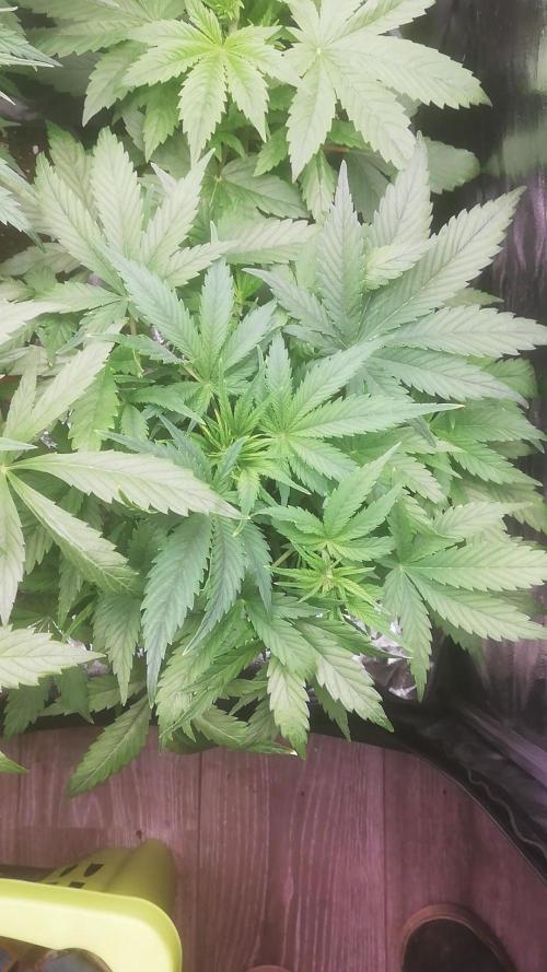 Seed supplier Auto Test. Week 5 - Strawberry haze 