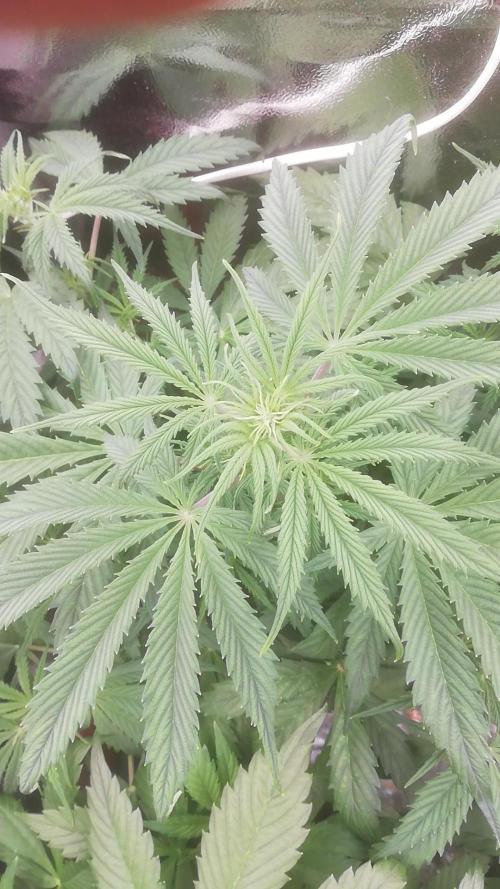 Seed supplier Auto Test. Week 5 - Runtz 