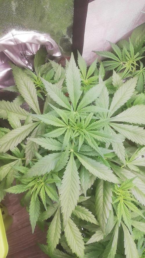 Seed supplier Auto Test. Week 5 - Rs11