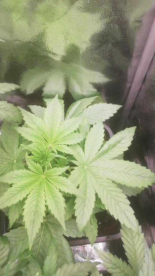 Seed supplier Auto Test. Week 5 - White widow 