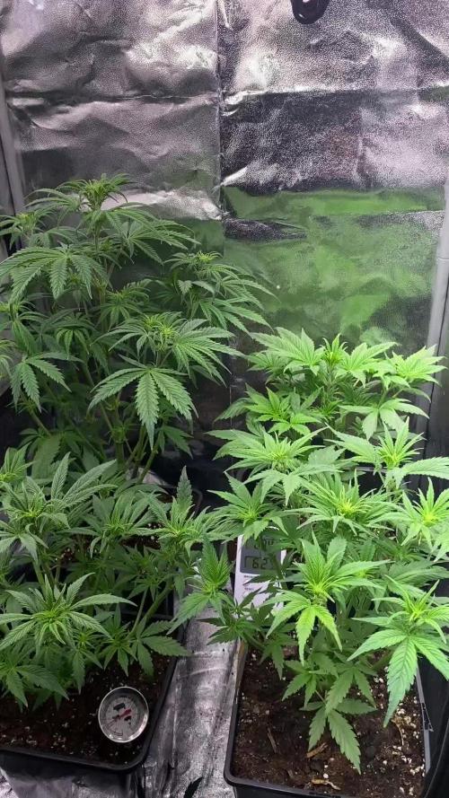 Seed supplier Auto Test