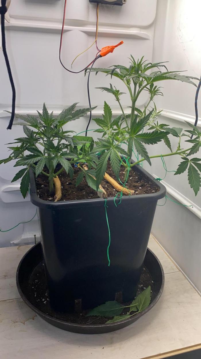 DIY Kühlschrank. Week 3 - Go on 