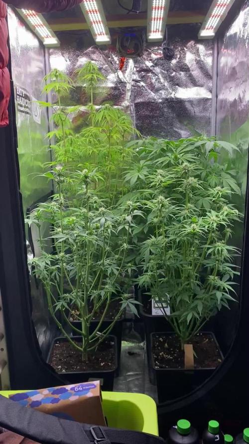 Seed supplier Auto Test