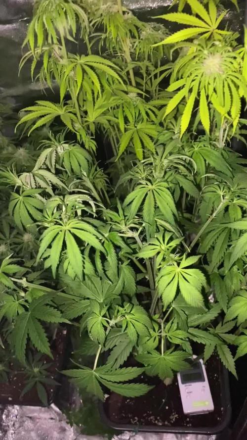 Seed supplier Auto Test