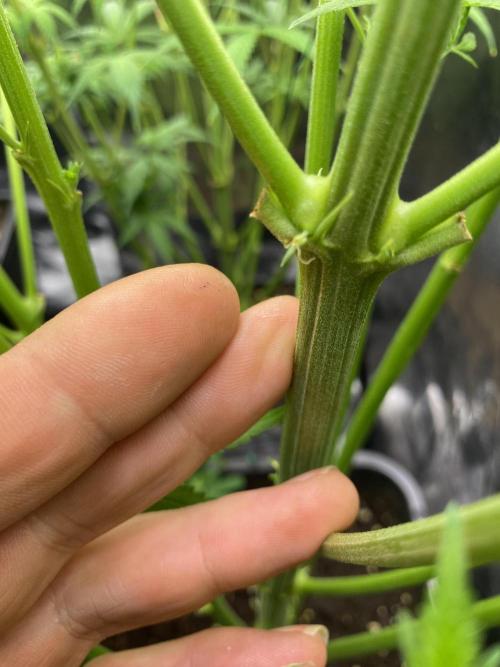 Seed supplier Auto Test. Week 8