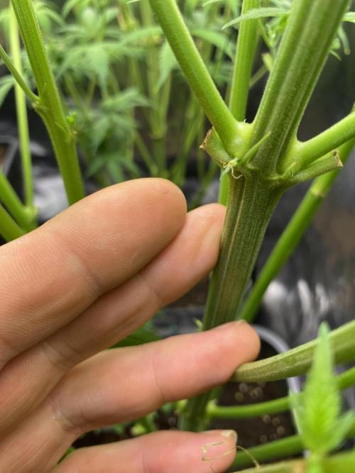 Seed supplier Auto Test. Week 8