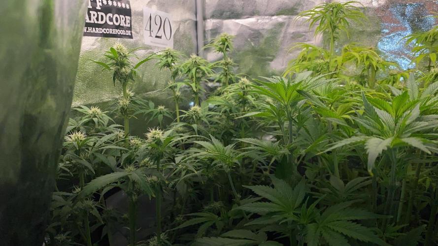 Seed supplier Auto Test. Week 8