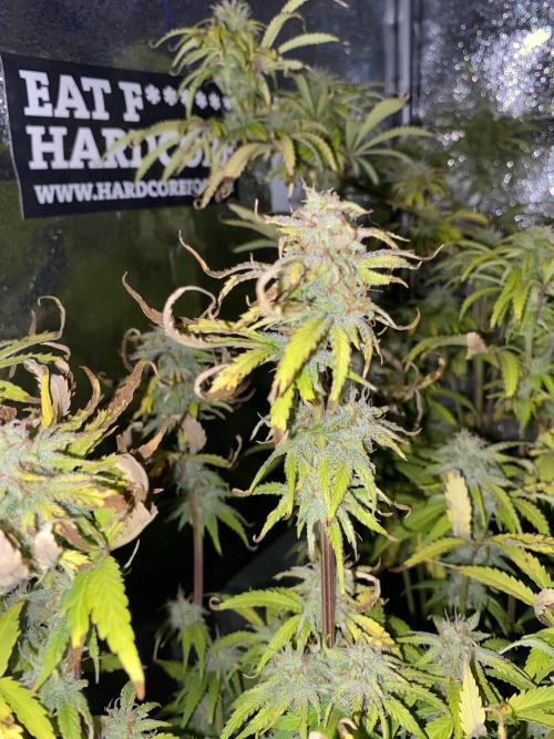 Seed supplier Auto Test. Week 9