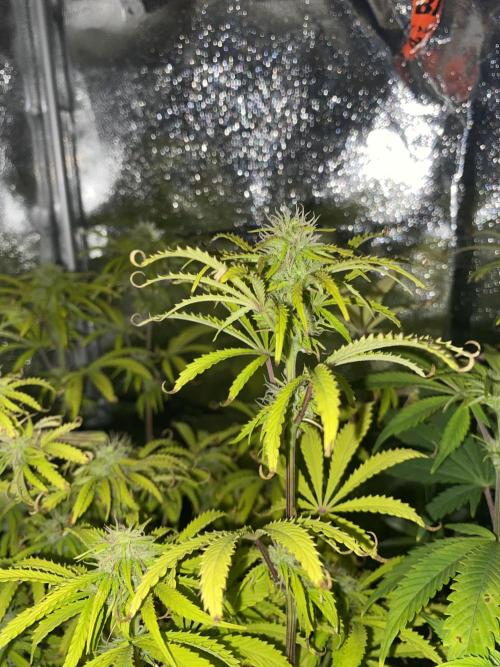 Seed supplier Auto Test. Week 9