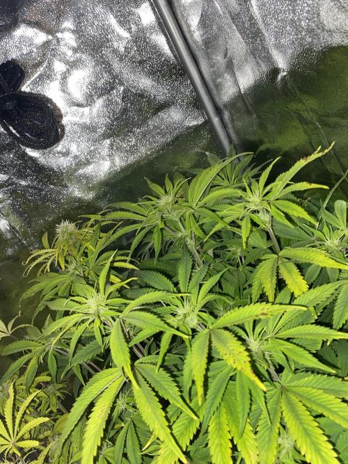 Seed supplier Auto Test. Week 9