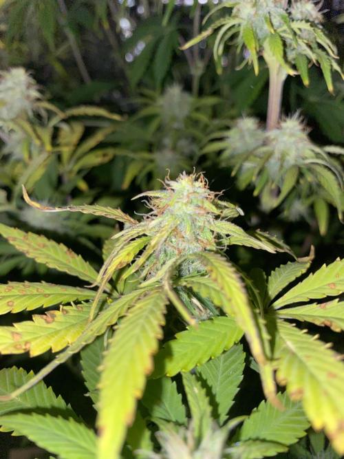 Seed supplier Auto Test. Week 9