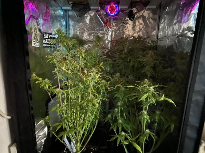 Seed supplier Auto Test. Week 9