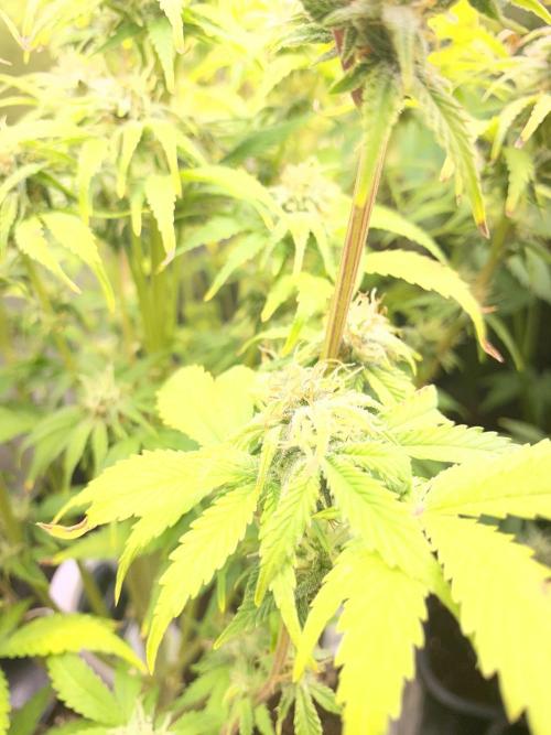 Seed supplier Auto Test. Week 9