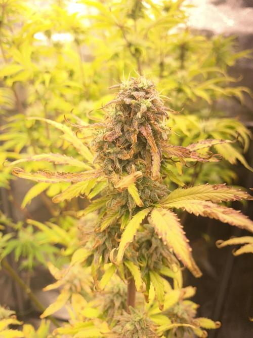 Seed supplier Auto Test. Week 10