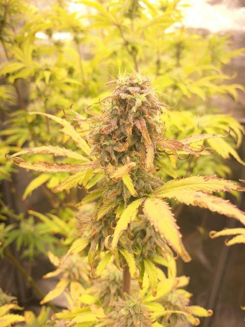 Seed supplier Auto Test. Week 10