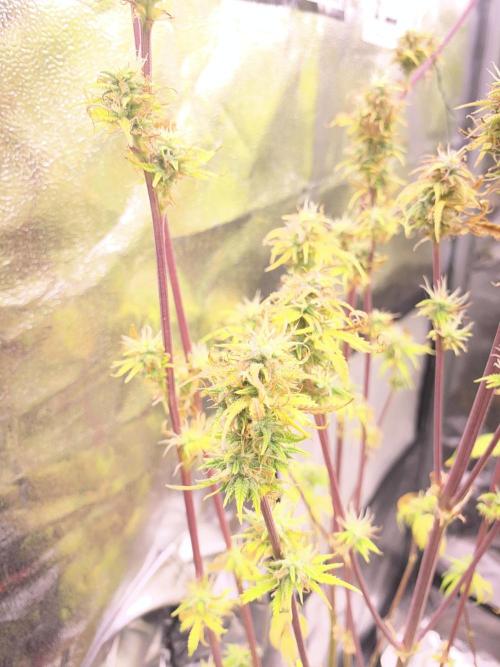 Seed supplier Auto Test. Week 10