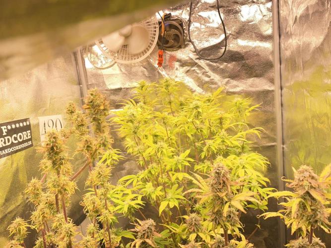 Seed supplier Auto Test. Week 10