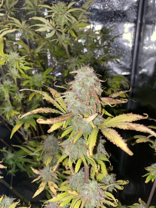 Seed supplier Auto Test. Week 10