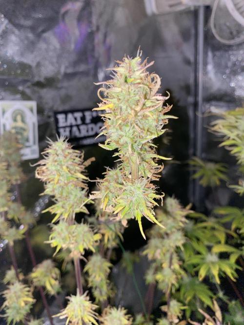 Seed supplier Auto Test. Week 10