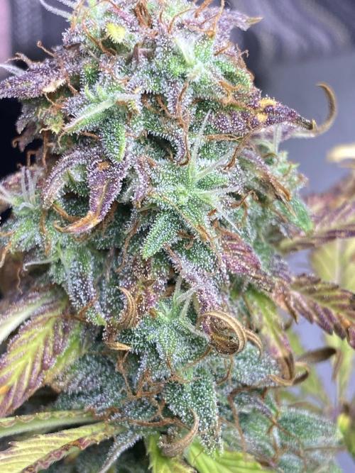 Seed supplier Auto Test. Week 10