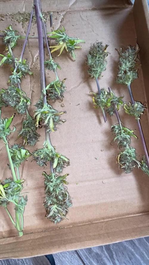 Seed supplier Auto Test