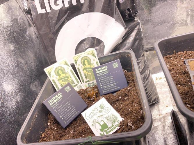 Seed Supplier. Week 0 - Lasst uns starten den testgrow für Seed Supplier mit der cannacomunuty Germany 