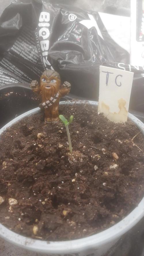 Seed supplier. Week 0