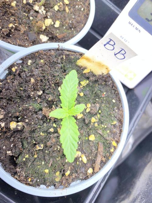 Seed Supplier. Week 1