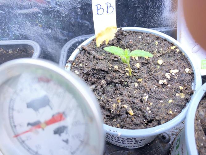 Seed Supplier. Week 1