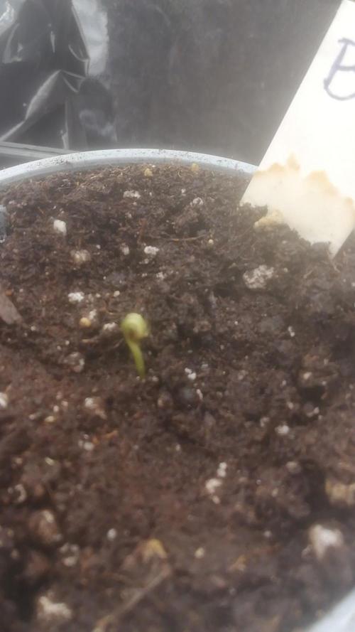 Seed Supplier. Week 1
