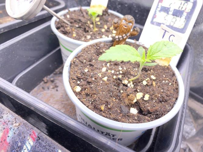 Seed supplier. Week 1