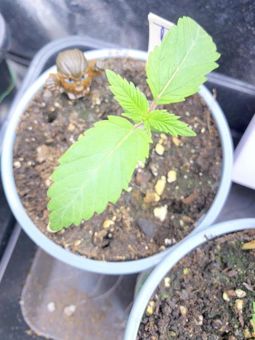 Seed supplier. Week 1