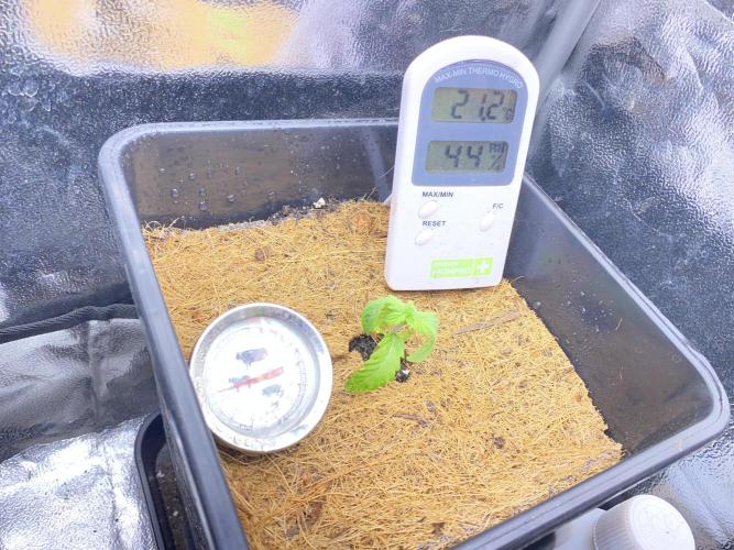 Seed Supplier. Week 2 - Umgetopft am 7.4 