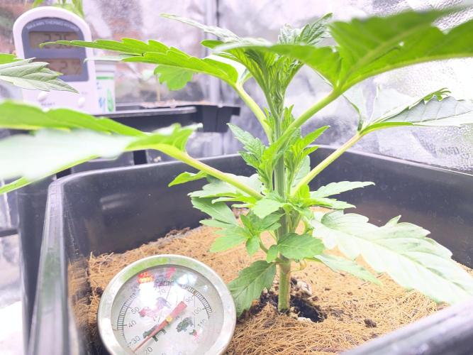Seed Supplier. Week 3