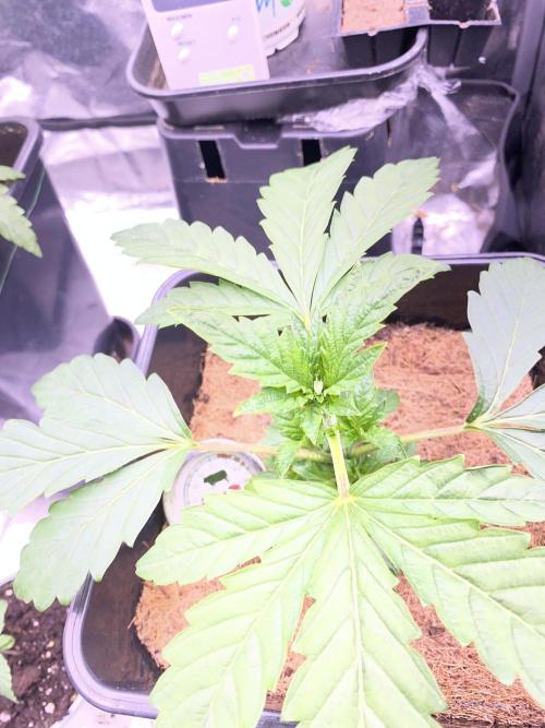 Seed Supplier. Week 3