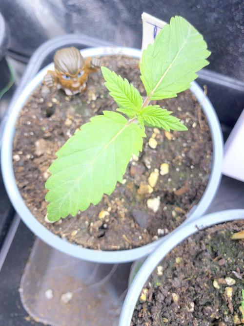 Seed supplier. Week 2