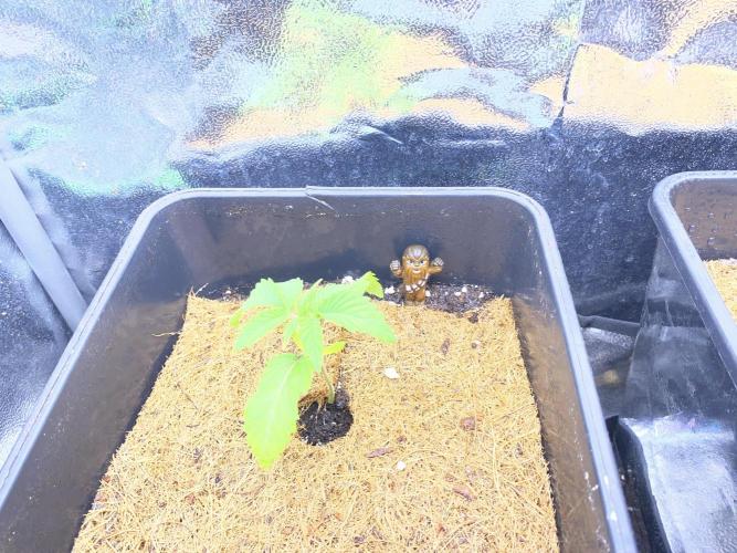 Seed supplier. Week 2