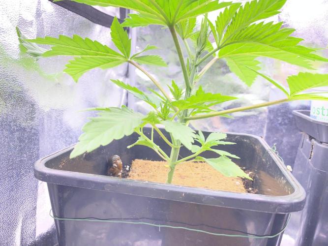 Seed supplier. Week 3