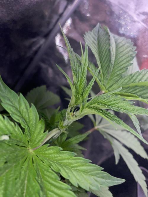 Seed supplier. Week 3