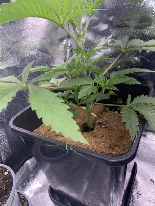Seed supplier. Week 3