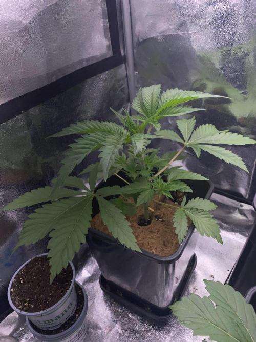 Seed supplier. Week 3